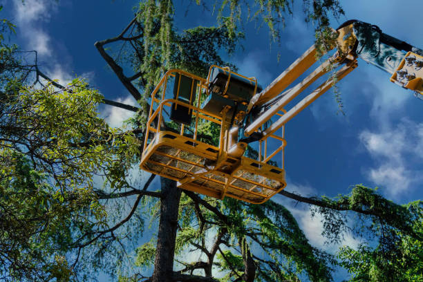 Tree Branch Trimming in Homeland, GA